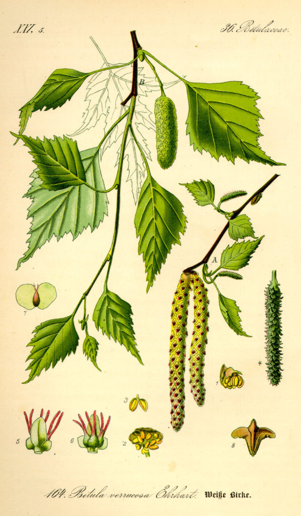 Birke (Blätter)