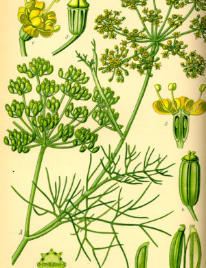 Fenchel