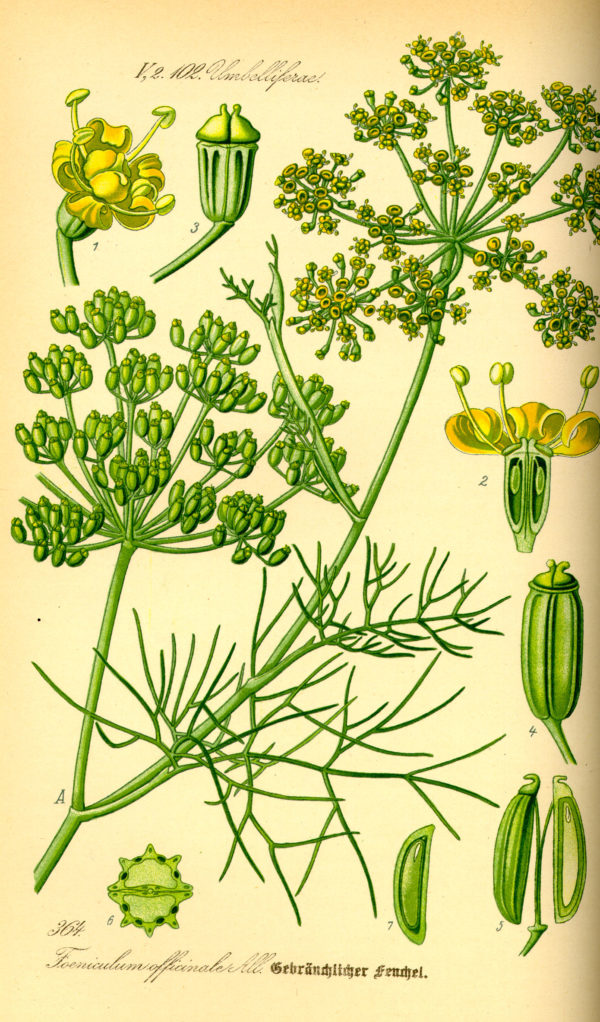 Fenchel – Bild 2