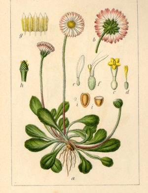 Gänseblümchen (Blüten)