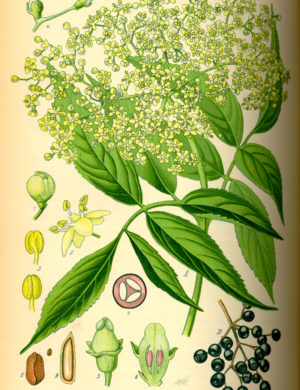 Holunder (Blüten)