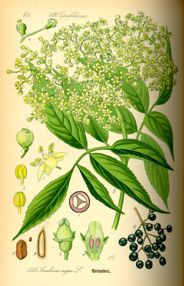Holunder (Blüten) – Bild 2
