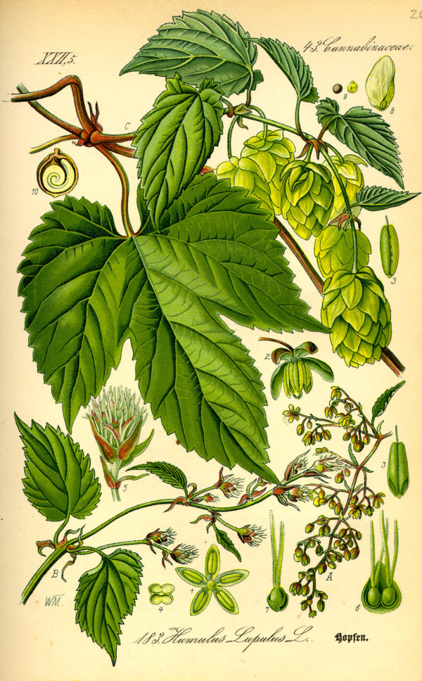 Hopfen (Blüten)