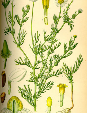Kamille (Blüten)