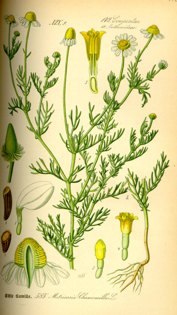 Kamille (Blüten) – Bild 2