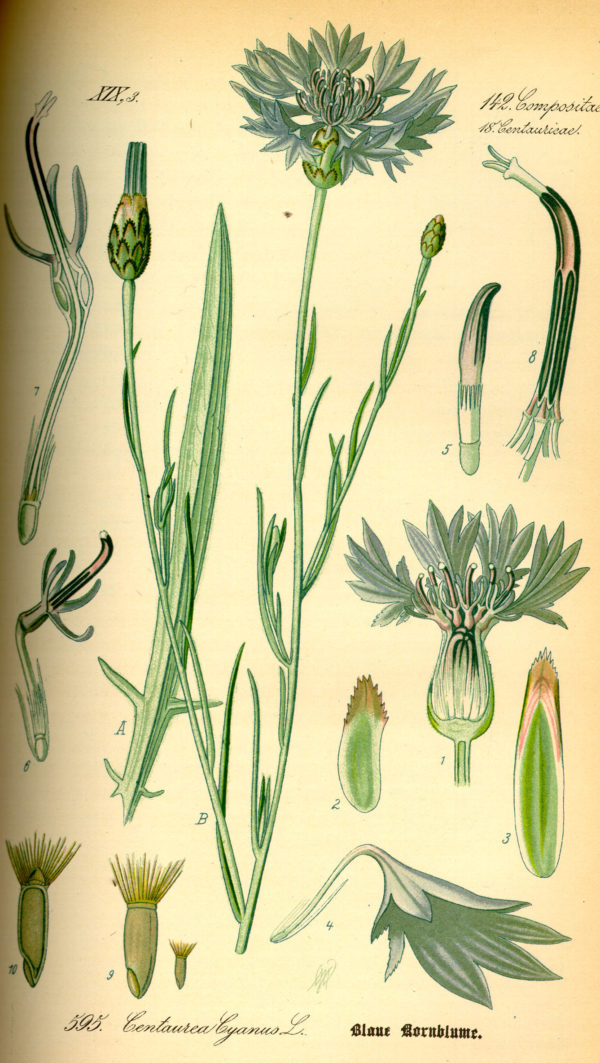 Kornblumenblüten blau