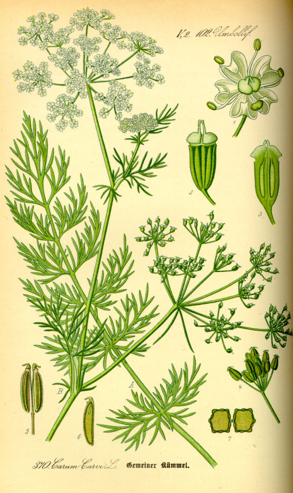 Kümmel (Früchte)