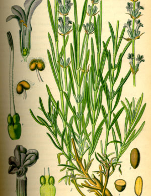 Lavendel (Blüten)