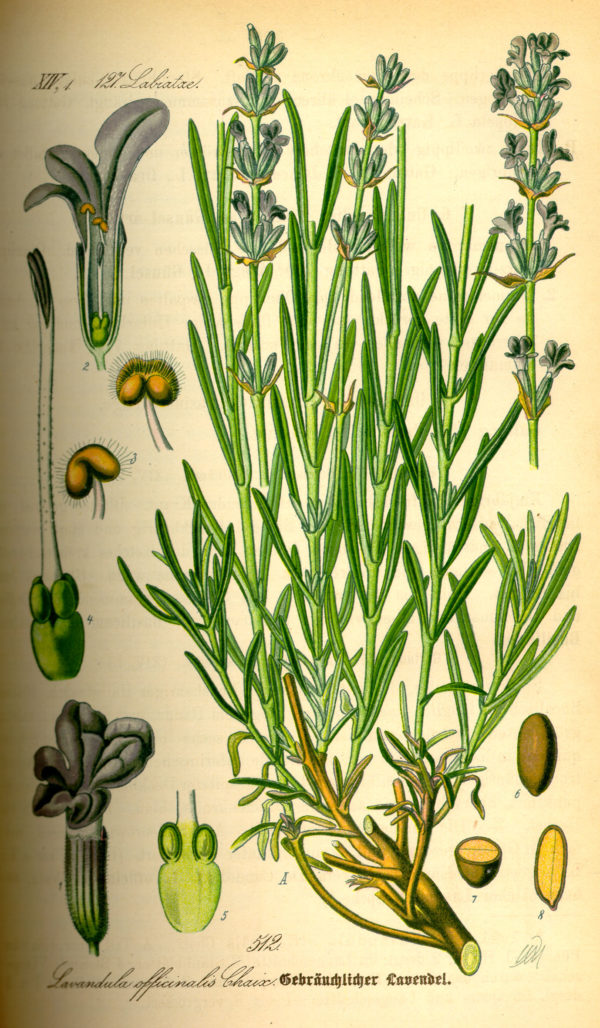 Lavendel (Blüten)