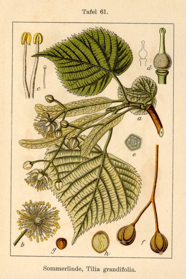 Linde (Blüten) – Bild 2
