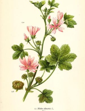 Käsepappel, Malve (Kraut)