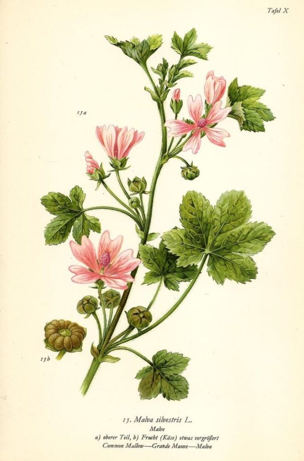 Käsepappel, Malve (Kraut)
