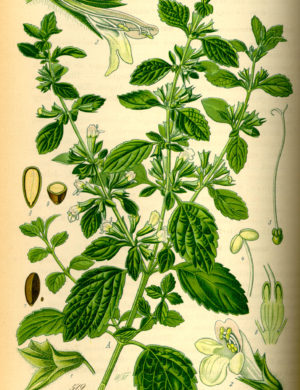 Zitronenmelisse