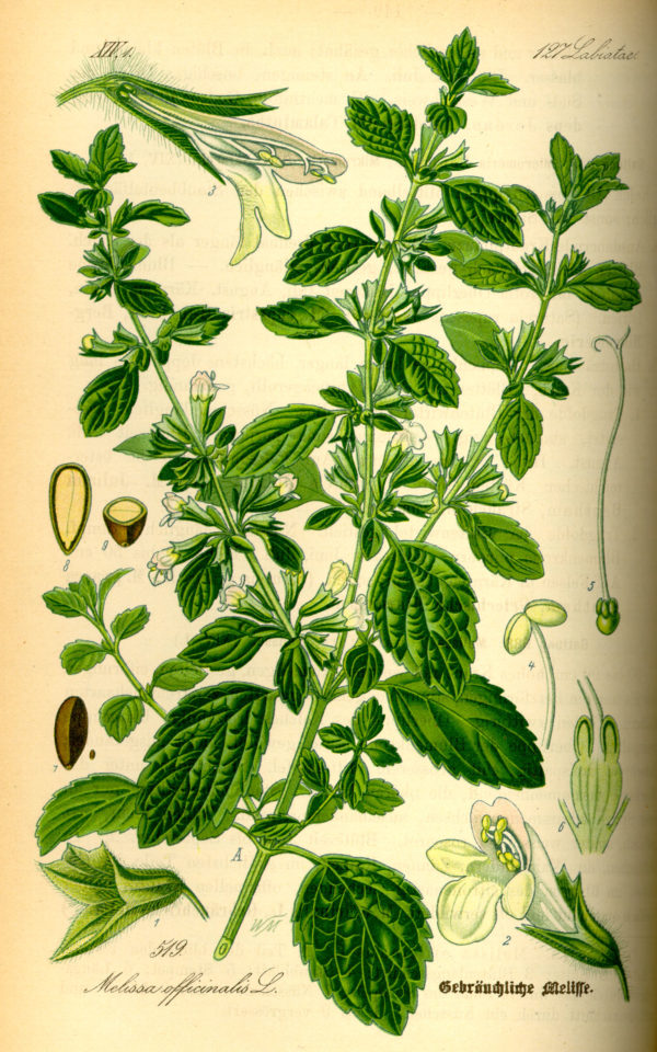 Zitronenmelisse