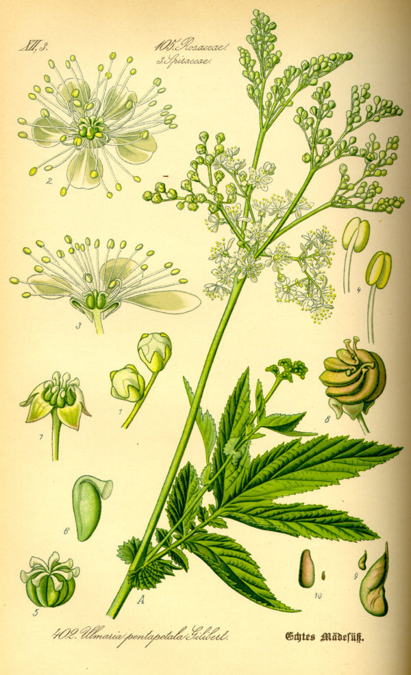 Mädesüß, Wiesengeißbart – Bild 2