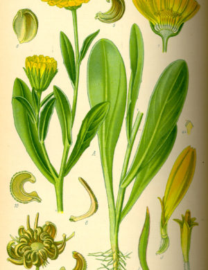 Ringelblume