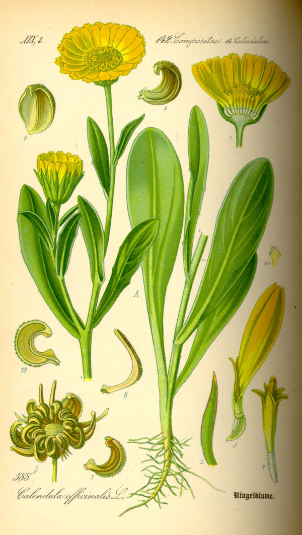 Ringelblume – Bild 2