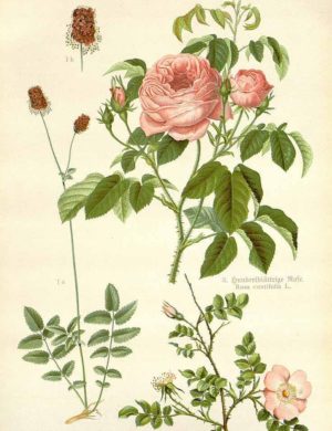 Rosenblüten duftend