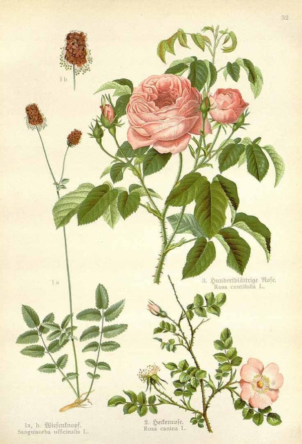 Rosenblüten duftend – Bild 2