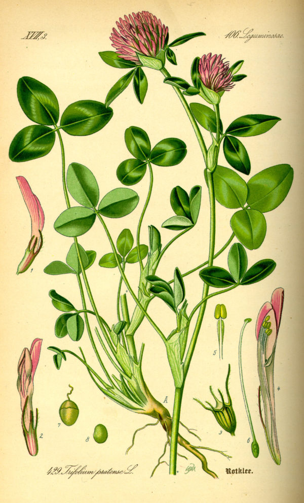 Rotklee (Blüten)