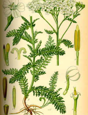 Schafgarbe