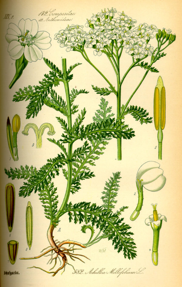 Schafgarbe – Bild 2
