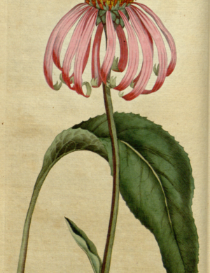 Purpur-Sonnenhut / Echinacea (Kraut)