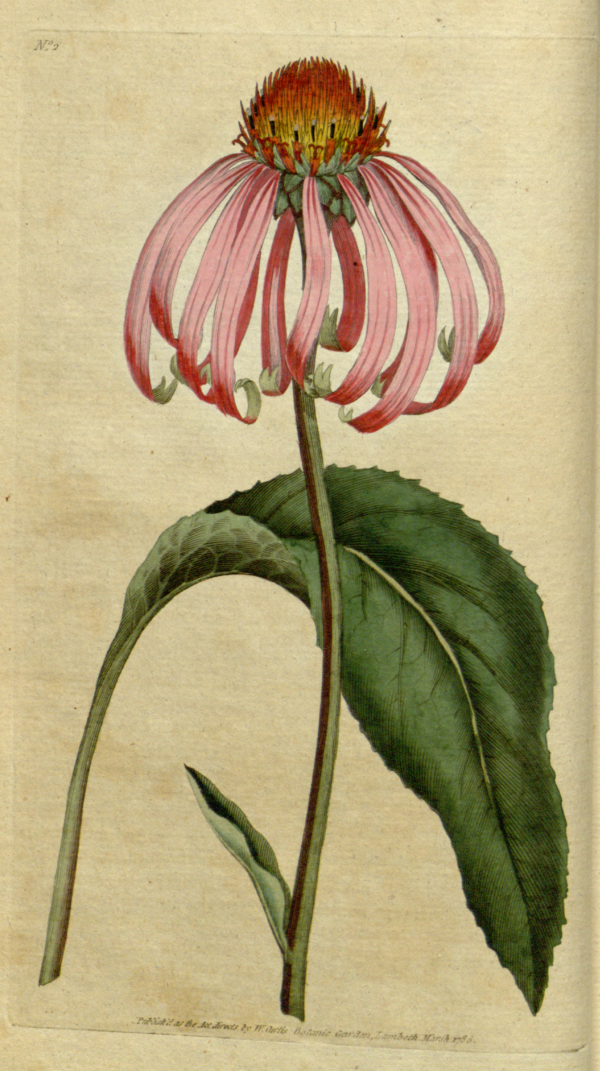 Purpur-Sonnenhut / Echinacea (Kraut) – Bild 2