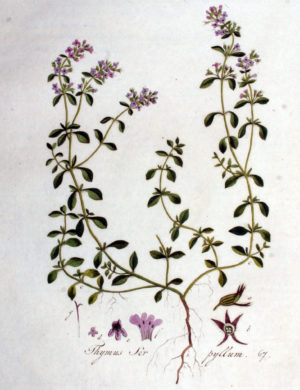 Thymian