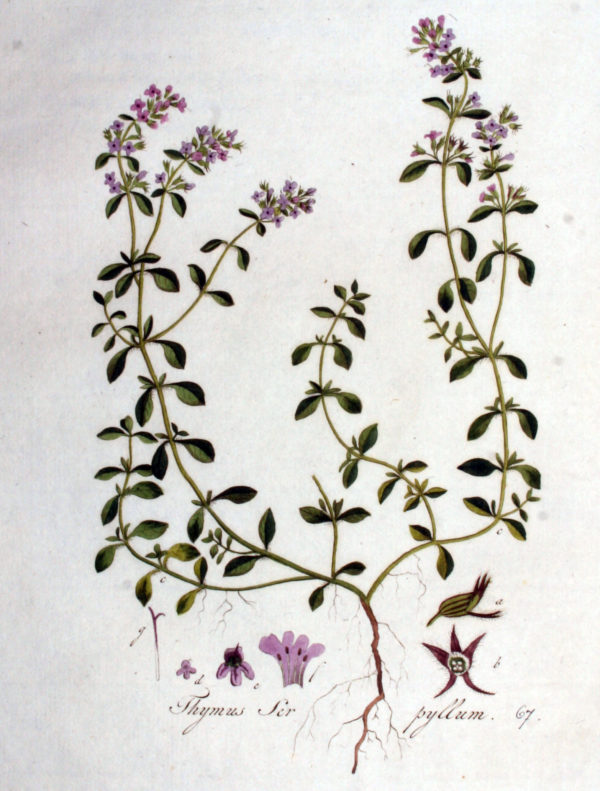 Thymian – Bild 2