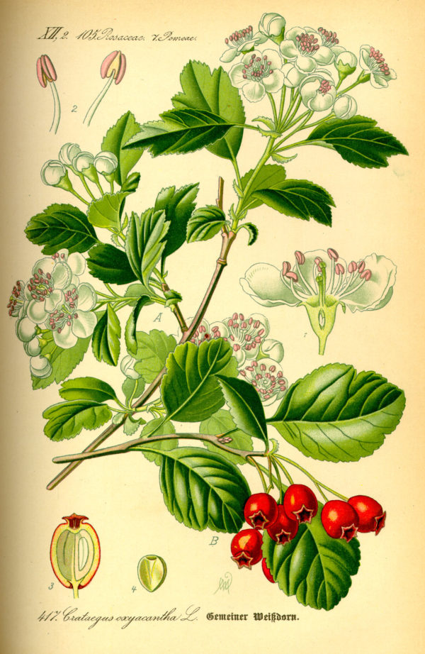 Weißdorn – Bild 2
