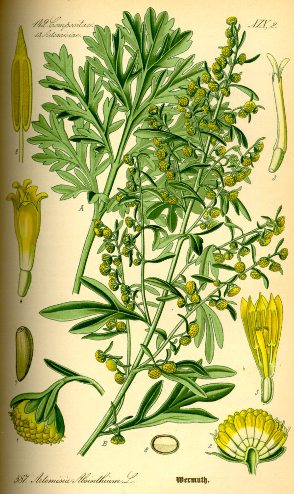 Wermut (artemisia absinthium L.)