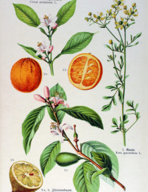 Zitronenschalen