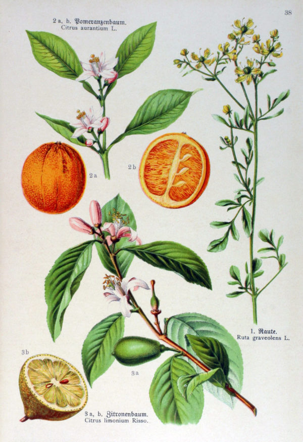 Zitronenschalen – Bild 2