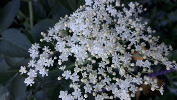 Holunder (Blüten) – Bild 3
