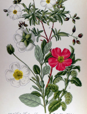 Cistrose