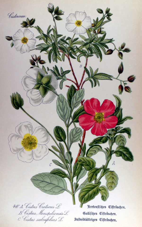 Cistrose – Bild 2
