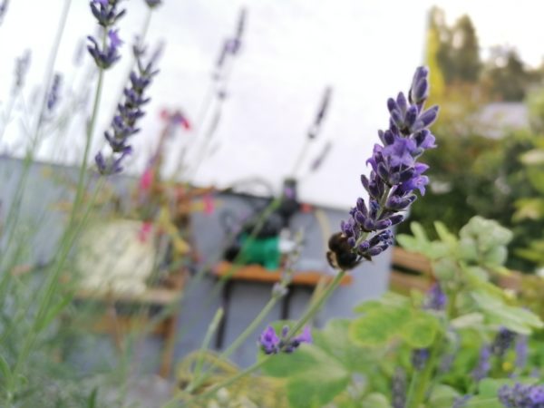 Lavendel (Blüten) – Bild 3