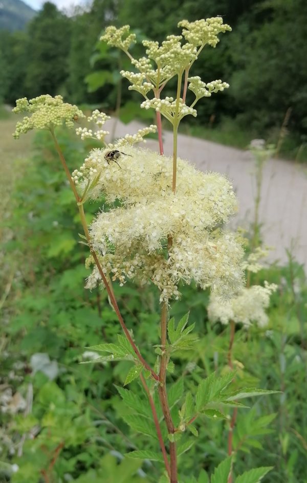 Mädesüß, Wiesengeißbart – Bild 3