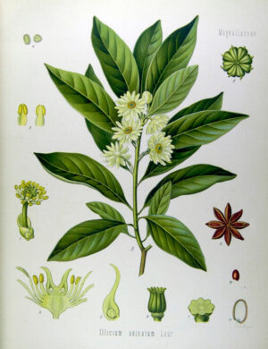 Sternanis