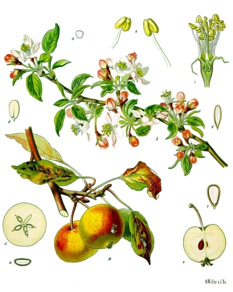 Apfeltee
